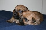 NORFOLK TERRIER 107